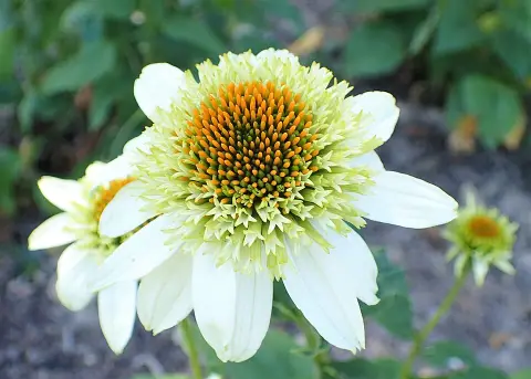Kasvirág / Echinacea 'Milkshake'