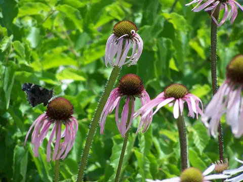 Halvány kasvirág / Echinacea pallida
