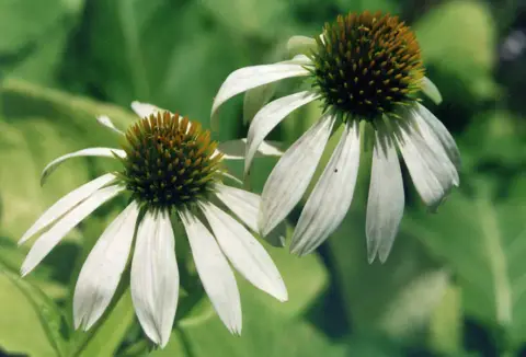 Bíbor kasvirág / Echinacea purpurea 'Alba'