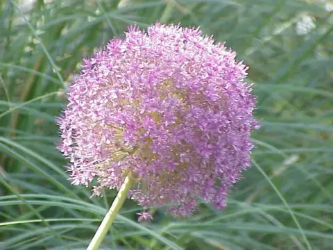 Díszhagyma / Allium 'Serendipity'