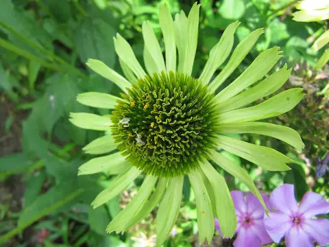 Bíbor kasvirág / Echinacea purpurea 'Green Jewel'