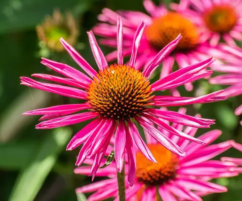 Bíbor kasvirág / Echinacea purpurea 'Pica Bella'