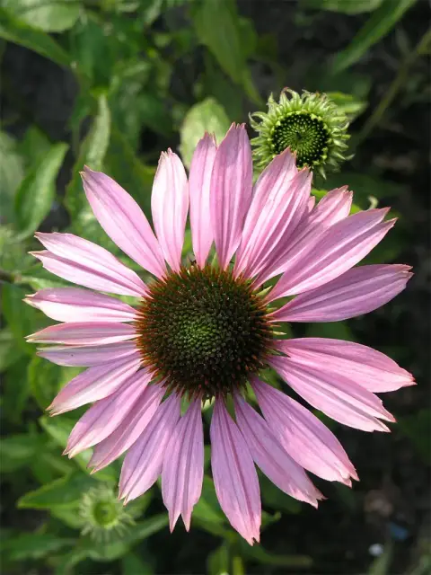 Bíbor kasvirág / Echinacea purpurea 'Pink Double Delight'