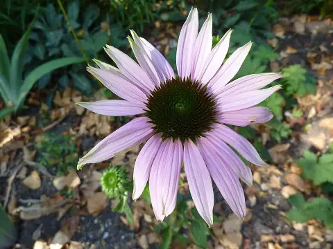 Bíbor kasvirág / Echinacea purpurea 'Rubinstern'