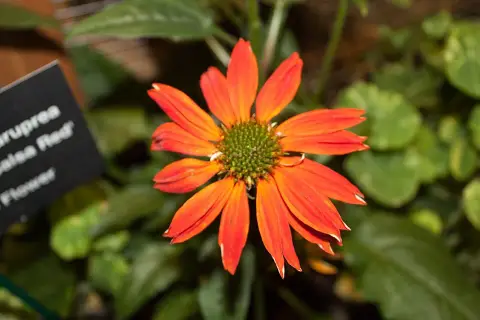 Kasvirág / Echinacea SOMBRERO® 'Double Rose'