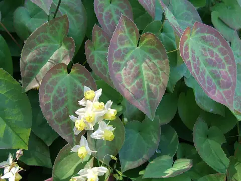 Apróvirágú tündérvirág / Epimedium pubigerum 'Orangekönigin'