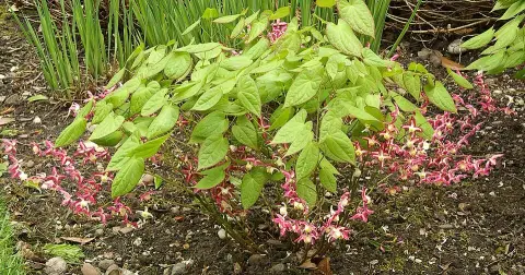 Vöröslő tündérvirág / Epimedium × rubrum