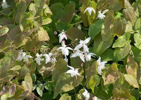 Fehér tündérvirág / Epimedium × youngianum 'Niveum'