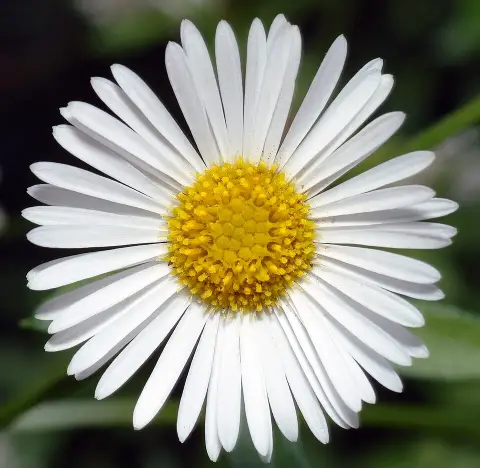 Pirosodó küllőrojt / Erigeron karvinskianus