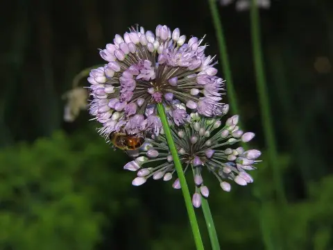 Hegyi hagyma / Allium senescens 'Lisa Blue'