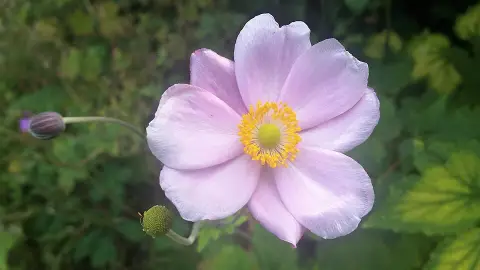 Szellőrózsa / Eriocapitella (syn. Anemone) tomentosa 'Robustissima'