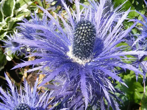 Iringó / Eryngium × zabelii 'Neptune's Gold'