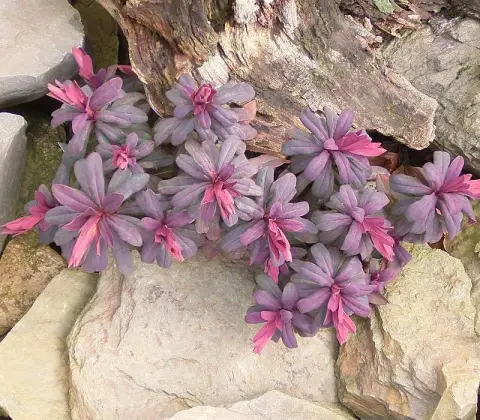 Erdei kutyatej / Euphorbia amygdaloides 'Purpurea'