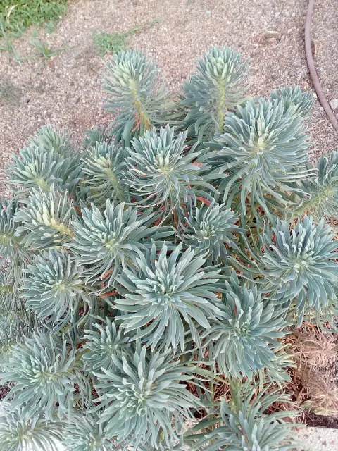 Velencei kutyatej / Euphorbia characias subsp. wulfenii