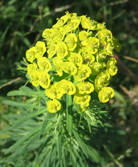Farkas kutyatej / Euphorbia cyparissias