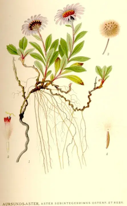 Schreber őszirózsa / Eurybia (syn. Aster) schreberi