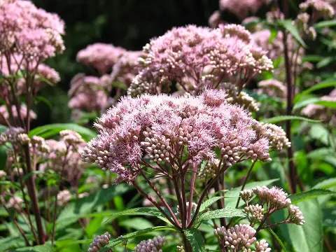 Sédkender / Eutrochium (syn. Eupatorium) maculatum 'JS Humble'