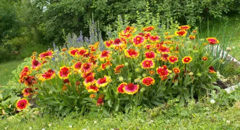 Évelő kokárdavirág / Gaillardia aristata REALFLOR® COMPACT 'Sunset Celebration'