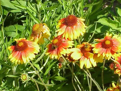 Kokárdavirág / Gaillardia SPINTOP 'Yellow Touch'