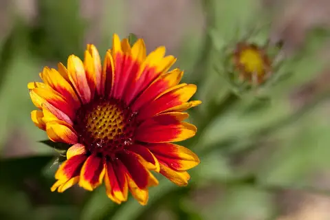 Kokárdavirág / Gaillardia SUN BUDDIES 'Gold'