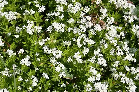 Szagos müge / Galium odoratum