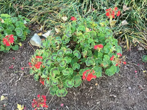 Gólyaorr / Geranium 'Chantilly'