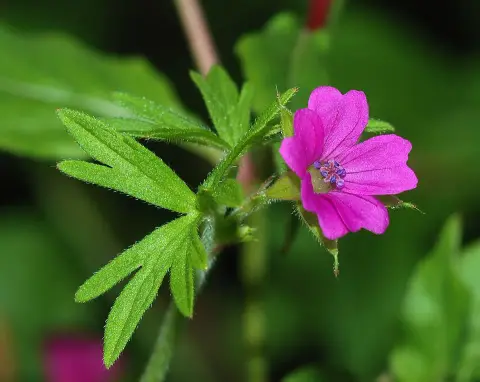 Gólyaorr / Geranium FRIVOLIUS 'Pink'