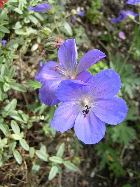Gólyaorr / Geranium 'Johnson's Blue'