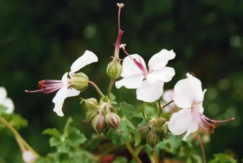 Angol gólyaorr / Geranium × cantabrigiense 'Biokovo'