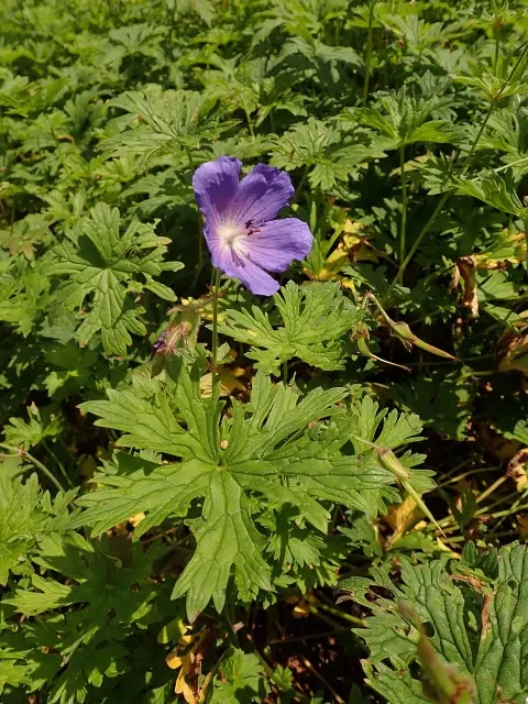 Nagyvirágú gólyaorr / Geranium himalayense 'Baby Blue'
