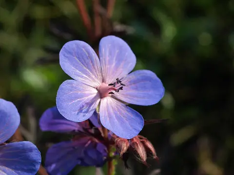 Nagyvirágú gólyaorr / Geranium himalayense 'Gravetye'