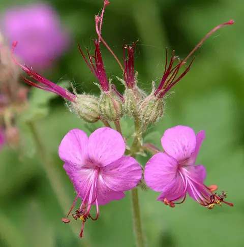 Illatos gólyaorr / Geranium macrorrhizum 'Ingwersen's Variety'
