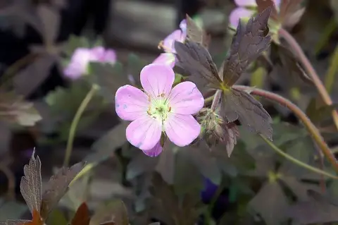 Gólyaorr / Geranium maculatum 'Elizabeth Ann'