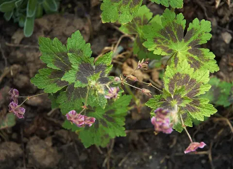 Fodros gólyaorr / Geranium phaeum 'Samobor'