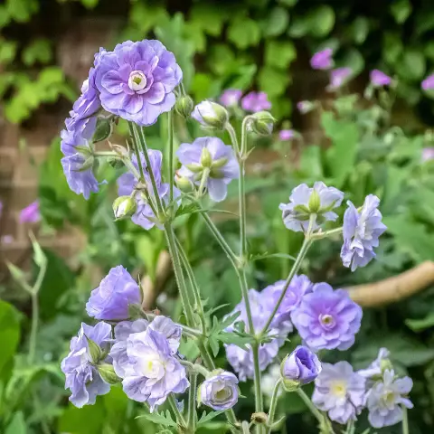 Mezei gólyaorr / Geranium pratense 'Summer Skies'