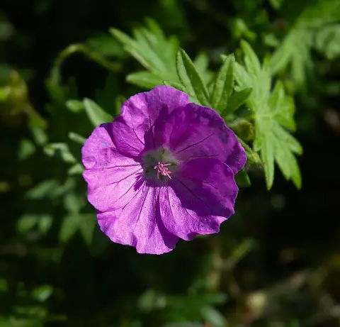Piros gólyaorr / Geranium sanguineum 'Elsbeth'