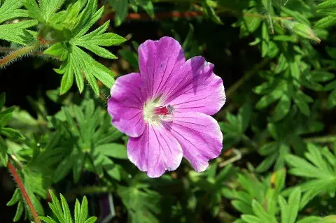 Piros gólyaorr / Geranium sanguineum 'Tiny Monster'