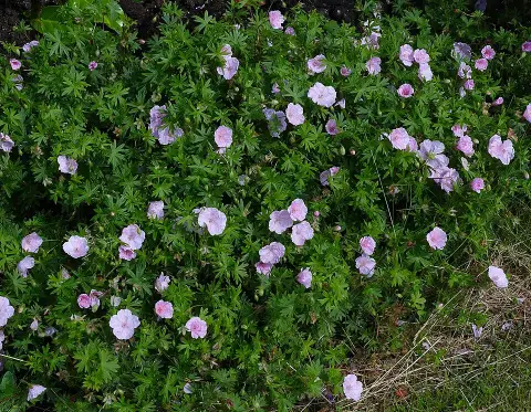 Piros gólyaorr / Geranium sanguineum var. striatum