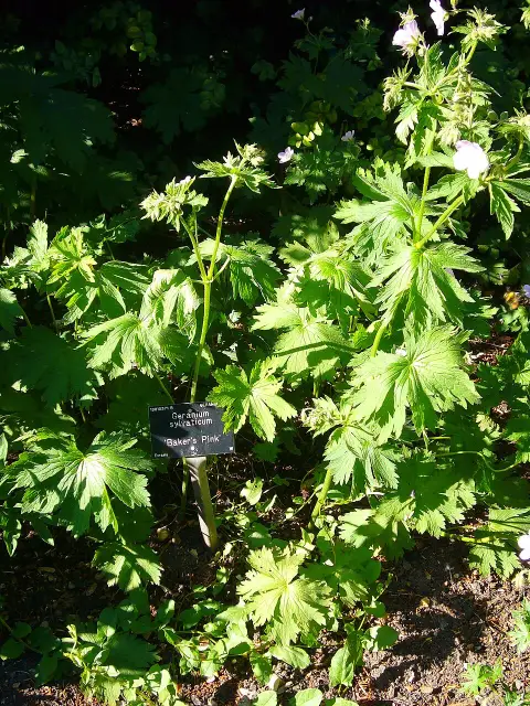 Erdei gólyaorr / Geranium sylvaticum 'Baker's Pink'