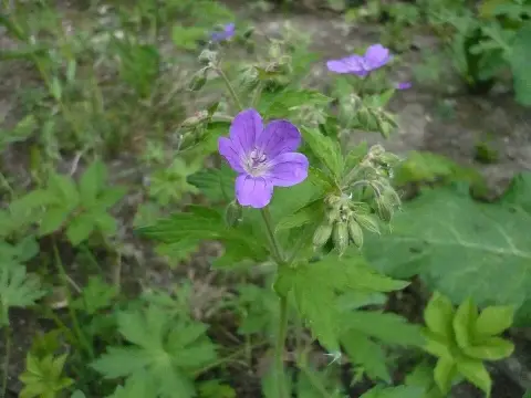 Erdei gólyaorr / Geranium sylvaticum 'Ice Blue'