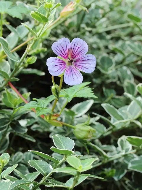 Fehérszemű gólyaorr / Geranium wallichianum 'Kelly-Anne'