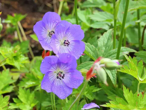 Fehérszemű gólyaorr / Geranium wallichianum 'Rozanne'