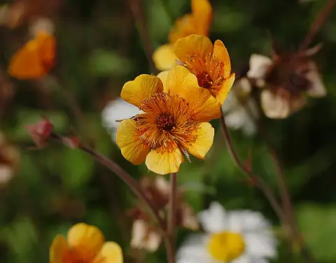 Gyömbérgyökér / Geum 'Can Can'