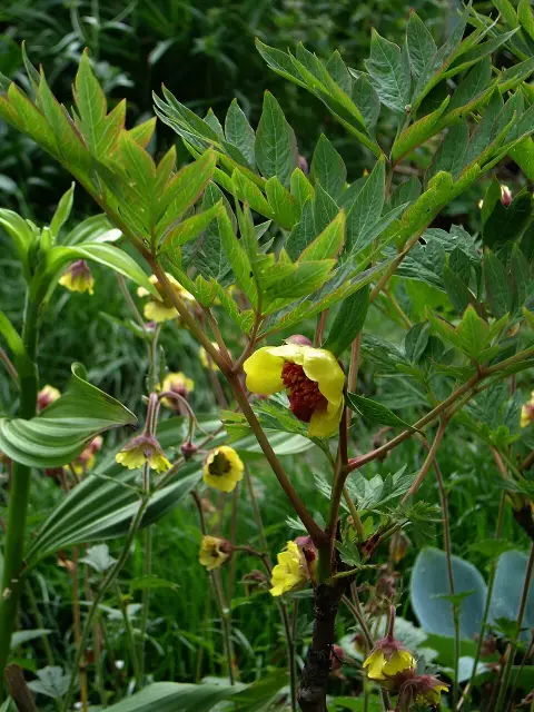 Gyömbérgyökér / Geum 'Miss Clementine'