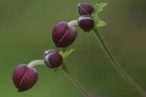 Hibrid szellőrózsa / Anemone × hybrida 'Andrea Atkinson'