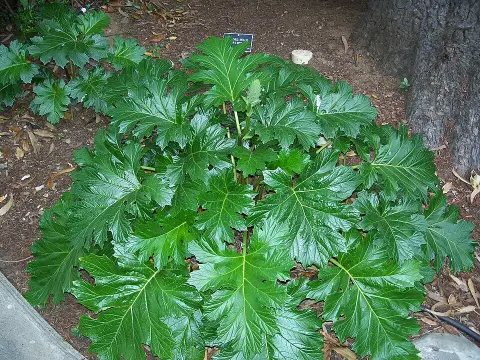 Hosszúlevelű medveköröm / Acanthus mollis
