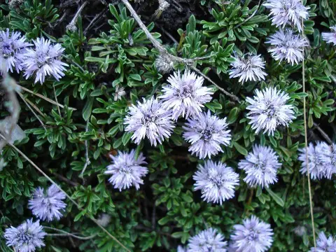 Kúszó gubóvirág / Globularia repens