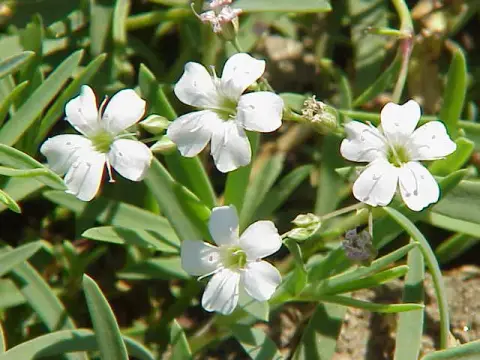 Havasi fátyolvirág / Gypsophila repens 'Knuddel'