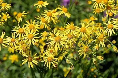 Napfényvirág / Helenium 'Fancy Fan'