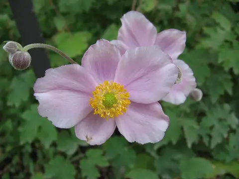 Hibrid szellőrózsa / Anemone × hybrida 'Honorine Jobert'